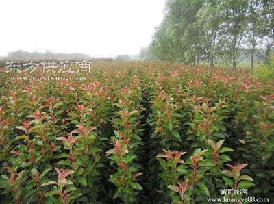 西府海棠苗木-臨沂西府海棠苗-潤豐苗木圖片