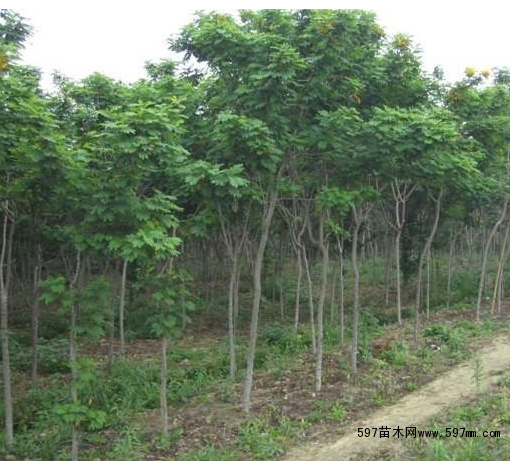 優(yōu)質(zhì)重陽木(三葉樹)圖片|苗木|苗木圖庫|597苗木網(wǎng)