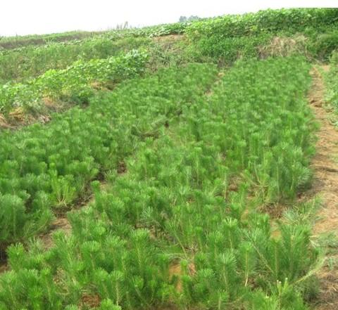 29產品圖片-山西駿達苗木基地