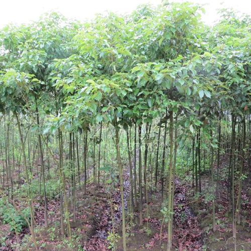 苗木供應園林植物產地