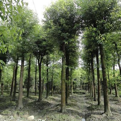 香樟樹[價格面議] 重慶苗木銷售-北碚區(qū)鴻鋒琳花木園藝場