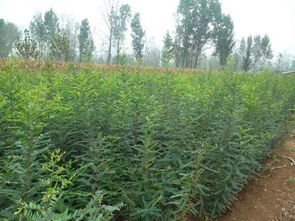 苗木的種植銷售 偃師市首陽山鎮李鐵梁苗木種植場