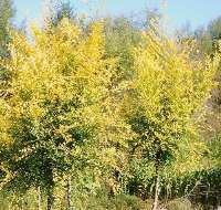 千頭椿,國(guó)槐等喬木基地苗木花卉基地網(wǎng)