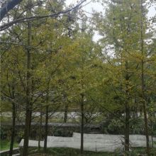 鹽城華盛苗圃 供應(yīng)產(chǎn)品