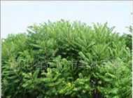 出售綠化苗木 火炬 黃櫨 紅葉碧桃_農(nóng)副產(chǎn)品_世界工廠網(wǎng)中國(guó)產(chǎn)品信息庫