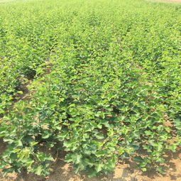 【陜西山楂苗木出售】- 