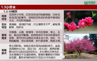 綠城集團(tuán)園林軟景苗木圖譜 全套