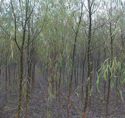 【出售垂柳*】圖片,海量精選高清圖片庫_保定綠源苗木-中國(guó)網(wǎng)庫