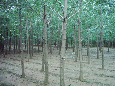 銀杏-蘇北鑫鑫銀杏苗木基地(產(chǎn)品圖片)-產(chǎn)品庫-中國(guó)花木網(wǎng)