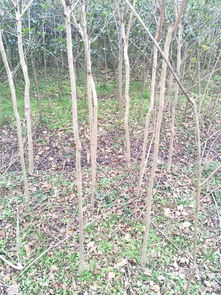 大量出售占地綠化苗木