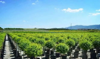 2019年苗圃升級蓄勢待發,苗木品種化是核心