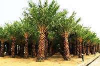 -漳州森輝花圃基地