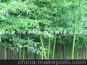 園林剛竹供應(yīng)商,價(jià)格,園林剛竹批發(fā)市場 
