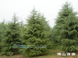 供應(yīng)雪松質(zhì)量好,價格合理,選購就在保山苗木基地!_紡織皮革_世界工廠網(wǎng)中國產(chǎn)品信息庫