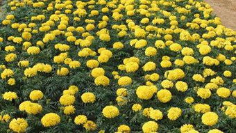 國慶菊價格 哪里能買到優(yōu)質(zhì)國慶菊