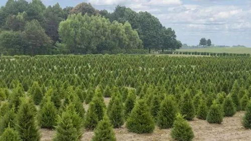 苗木種植戶如何提升苗木利潤空間