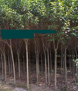 河南潢川花木苗木園林苗圃場