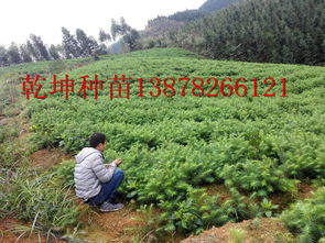 想要易種植的杉木小苗就來乾坤 場 廣西哪里有綠化苗木