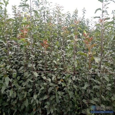 【梨苗腐爛病品質好的圓黃梨苗廠家】泰安高新區(qū)旺運苗木中心 - 產品庫