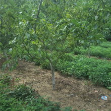 優(yōu)美苗木基地