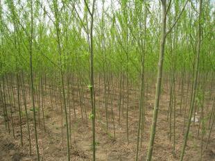 出售雄性無絮速生垂柳唐山|青皮垂柳|依嶺_農(nóng)副產(chǎn)品_世界工廠網(wǎng)