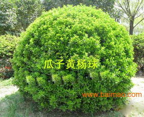 兆紅苗木, 兆紅苗木生產(chǎn)廠家, 兆紅苗木價格