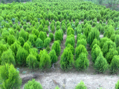 大量供應(yīng)-綠化苗木-黃金側(cè)柏-金葉千頭柏-種子-花木
