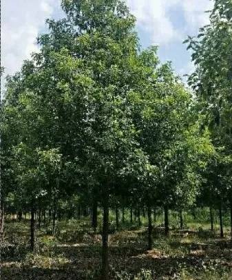 恭喜武漢美景匯苗木專業合作社入駐苗木通平臺 致力精品苗木發展