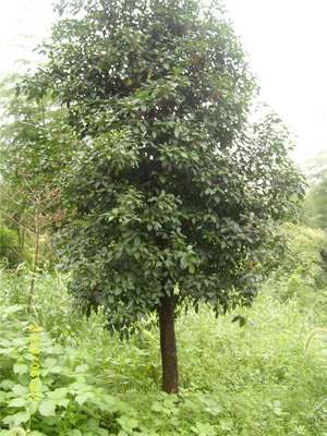 苗木-板栗苗木采購平臺求購產(chǎn)品詳情