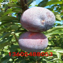 大紅袍樹苗價格 大紅袍樹苗公司 圖片 視頻