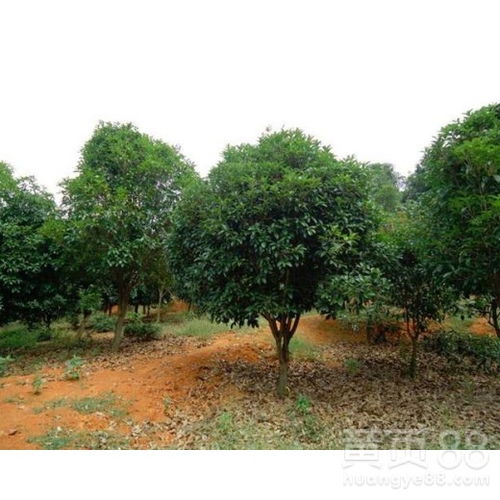 【山東桂花樹量大從優】- 