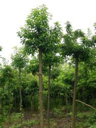 木槿,苗木產品,苗木圖片展示,最新綠化工程苗木展示,提供苗木圖片,會員苗木產品報價_天天苗木網