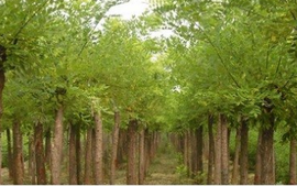 保定龍鄉綠化苗木基地