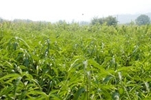 供應(yīng)油桃苗木價(jià)格_供應(yīng)油桃苗木廠家_世界工廠網(wǎng)產(chǎn)品信息庫