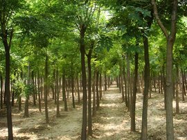 山東苗木網(wǎng)