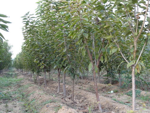 綠化苗 圖 綠化苗圃產品 東平綠化苗