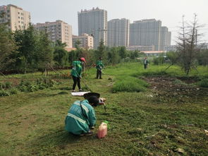 圖片簡訊 園林局督導養護公司對城區綠籬進行修剪并對苗圃內雜草進行清理