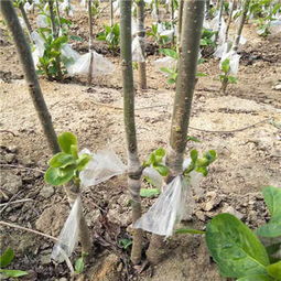 新聞熱點 平壩0.8公分 次郎甜 柿子苗生長習性 易成活易管理