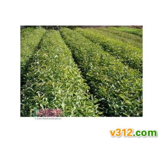 影響苗木產(chǎn)品利潤 財(cái)務(wù)費(fèi)用