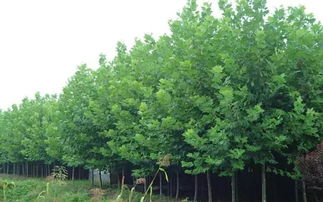 四個(gè)竅門告訴你苗木種植戶如何提升苗木利潤空間