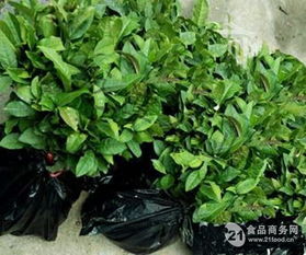 茶苗批發 信陽毛尖茶苗 茶葉苗 綠化苗木價格,產品報價