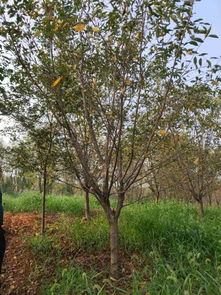 賀萬順苗木種植園入駐苗木通，專注優(yōu)質(zhì)苗木之路