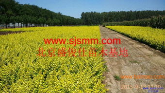 北京通州300畝苗圃 大量供應(yīng)金葉女貞及30余種苗木，專業(yè)承接各類綠化工程
