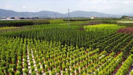 鐵漢觀點 | 新常態下園林苗木需求特征解讀